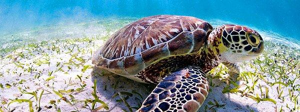 8. Deniz kaplumbağası