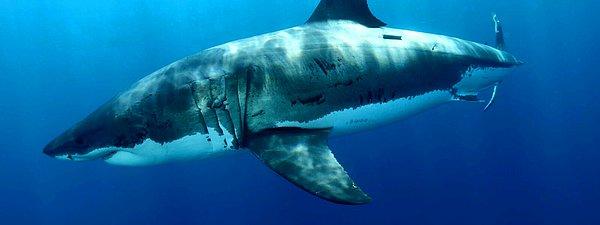 23. Beyaz köpekbalığı