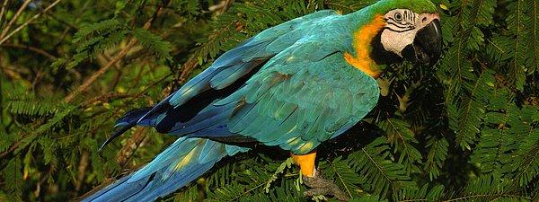 13. Macaw Papağanı