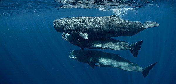 Ethereum balinalarının portföy detayları açıklandı.