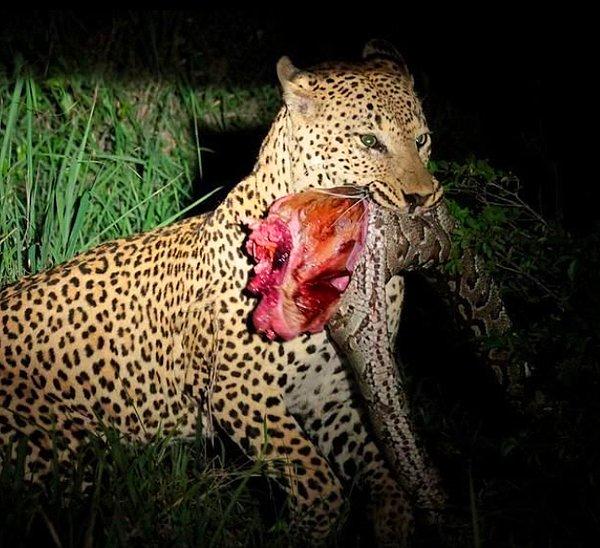 4. "Bir leoparın akşam yemeği..."