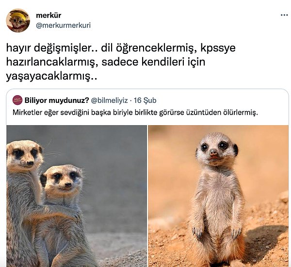 12. Ve Nat Geo Wild ofisi dumanaltı oldu...