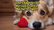 En Tatlı Köpekleri Seç Ruh Eşinin İsminin Baş Harfini Öğren!