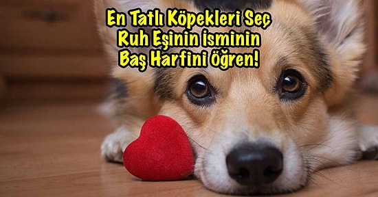 En Tatlı Köpekleri Seç Ruh Eşinin İsminin Baş Harfini Öğren!