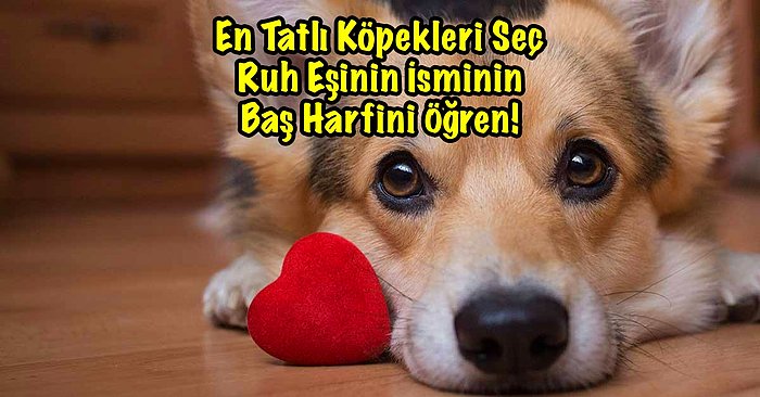 En Tatlı Köpekleri Seç Ruh Eşinin İsminin Baş Harfini Öğren!