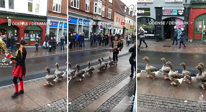 Biz Nelerle Uğraşıyoruz Onlar Nelerle: Danimarka'da Gerçekleşen 'Kaz Bandosu' Töreni