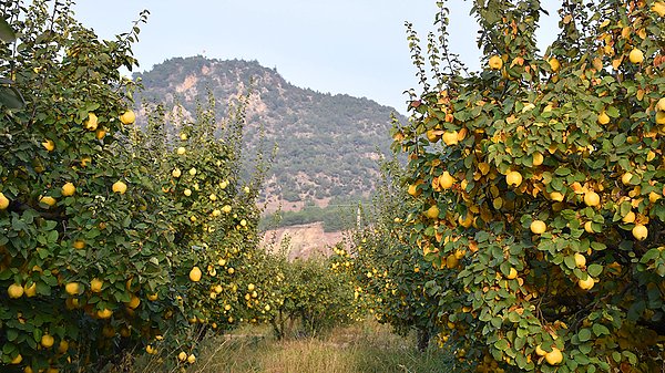 Bilecik'in aromasıyla dikkat çeken Osmaneli ayvası