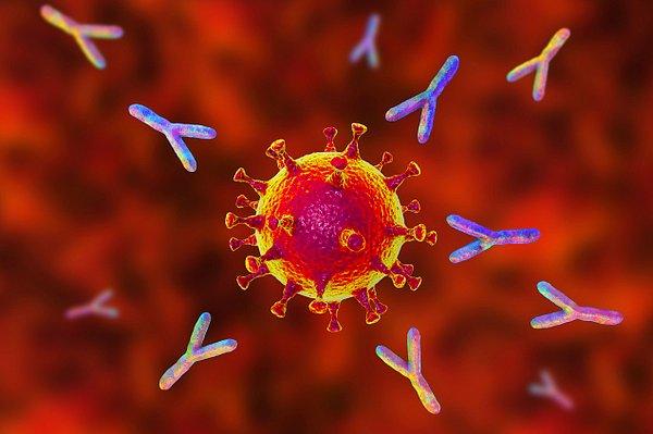 Hasta olduğumuzda vücudumuz, dolaşım sisteminin yardımıyla antikorları ihtiyaç duyulan bölgelere yönlendirerek enfeksiyonla savaşıyor.