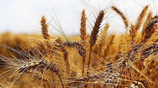 Türkiye dışarıdan ne kadar buğday alıyor?