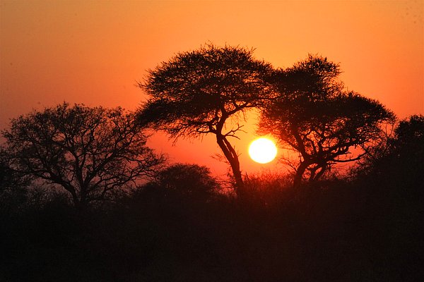 16. Afrika'daki akasya ağaçları birbirleriyle iletişim kurarlar ve diğer ağaçları hayvanlardan korumak için gaz salgılayarak ağaçların tannin üretmesini sağlarlar.