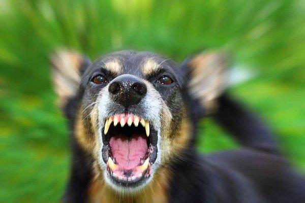5. Köpek ısırması sonucu yüzünde sabit iz kalan kişi, ilerde yaptıracağı estetik operasyonun bedelini köpek sahibinden isteyebilir.