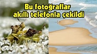 Telefonla Çekilen Fotoğrafların Ödüllendirildiği Mobil Fotoğrafçılık Ödülleri 2022'nin Kazananı 25 Fotoğraf