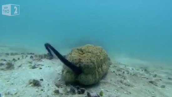 İnci Balığının Deniz Hıyarının Anüsüne Girerek Saklandığını ve Beslendiğini Biliyor muydunuz?