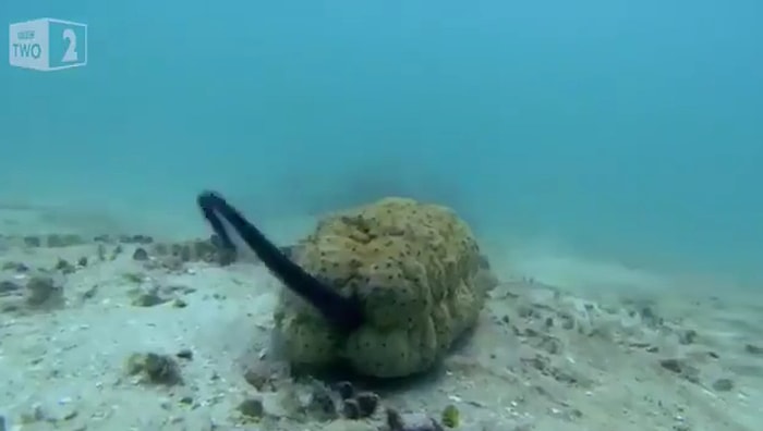 İnci Balığının Deniz Hıyarının Anüsüne Girerek Saklandığını ve Beslendiğini Biliyor muydunuz?