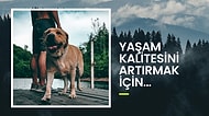 İhtiyaç Listenizi Hazırlayın! İlk Köpek Sahiplendiğinizde Bulundurmanız Gereken Ürünler