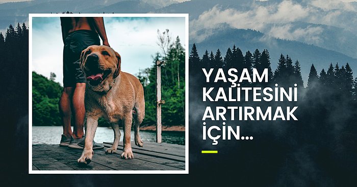 İhtiyaç Listenizi Hazırlayın! İlk Köpek Sahiplendiğinizde Bulundurmanız Gereken Ürünler