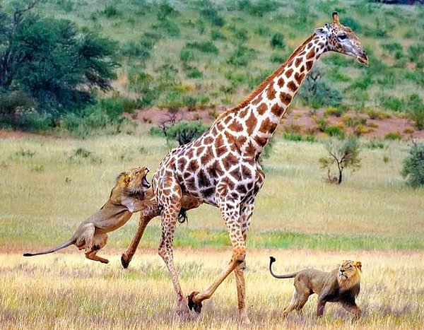 7. Masum bir zürafaya saldıran aslan sürüsü: