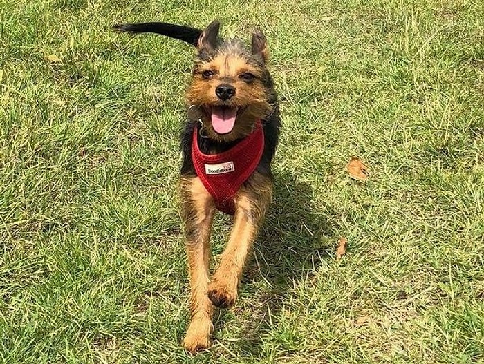 Героический пес спас жизнь своему хозяину, сделав ему искусственное дыханием, когда у того случился сердечный приступ