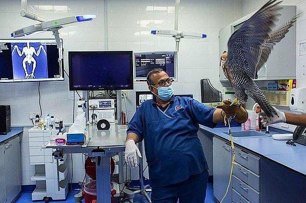 6. Katar'da oldukça değerli olan şahinler için özel hastane vardır.