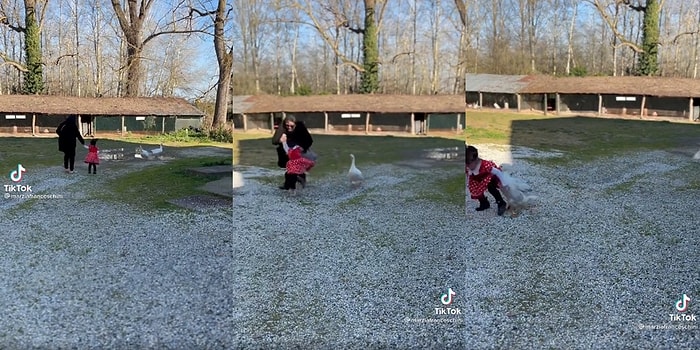 Gülsek mi Ağlasak mı? Kendilerini Kovalayan Kazdan Kaçarken Kızını Yere Düşüren Annenin Viral Olan Anları