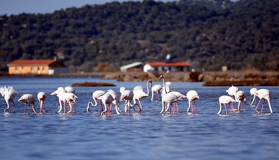 Ali Ağaoğlu'nun Milas Projesine Bilirkişiden İtiraz: 'Sulak Alan Yok Olur'