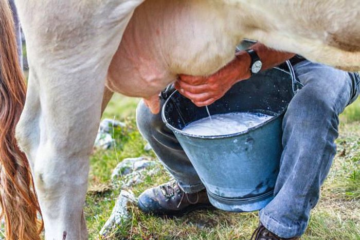 Savaşın Vurmadığı Yer Kalmadı: Süt ve Et Bulmak Zorlaşıyor!