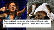 Sokakta Yaşayan Sahipsiz Köpeklerin Zehirlenip Öldürülmesini İsteyen Yıldız Tilbe Eleştirilerin Odağında!