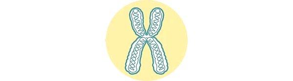 3. Adım: Telomer olarak bilinen kromozomun uçlarındaki DNA parçaları çözülür.