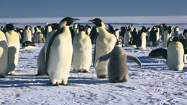 7. March of the Penguins (2005)