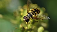Bilim İnsanları İHA'ları Tespit Edecek Teknoloji İçin Çiçek Sineğinin Beyin Yapısından Faydalanıyor