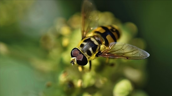Bilim İnsanları İHA'ları Tespit Edecek Teknoloji İçin Çiçek Sineğinin Beyin Yapısından Faydalanıyor
