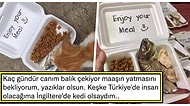 İngiltere'deki Sokak Kedilerine Hazırlanan Özel Menü, Biz Fakir Sosyal Medya Kullanıcılarına Hayatı Sorgulattı