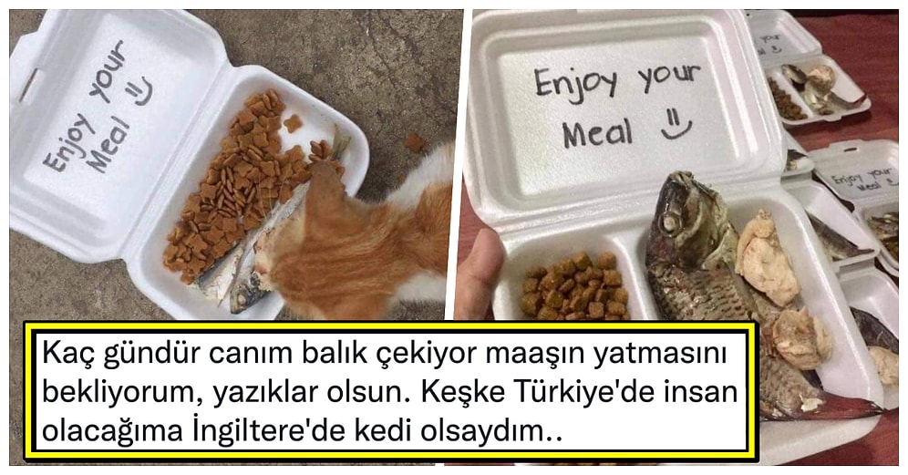 İngiltere'deki Sokak Kedilerine Hazırlanan Özel Menü, Biz Fakir Sosyal Medya Kullanıcılarına Hayatı Sorgulattı