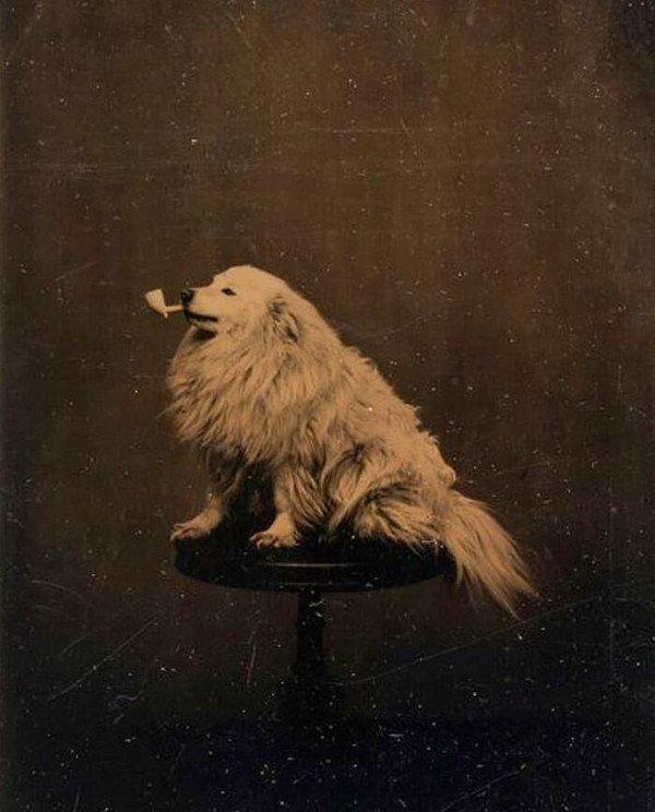 3. 1875 yılında çekilmiş şu fotoğrafa bakın. 147 yıl önce de insanlar köpeklerinin fotoğraflarını çekmeye bayılıyormuş demek ki 😍