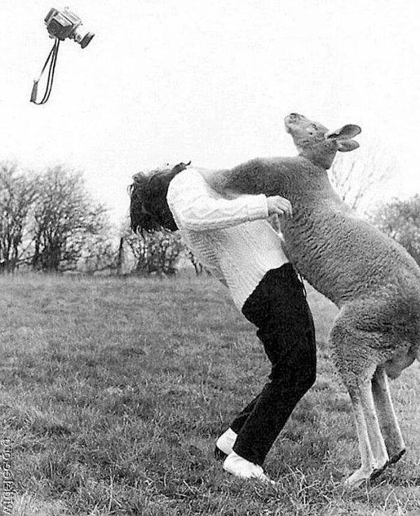 15. 1967 yılında İngiltere'de kendisinin fotoğrafını çekmeye çalışan fotoğrafçıyı döven kanguru 😂
