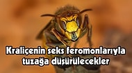 Bilim İnsanları Katil Eşek Arılarını Yakalamak İçin Zayıf Noktalarından Yararlanacak: Seks!