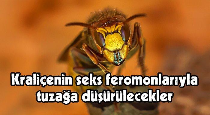 Bilim İnsanları Katil Eşek Arılarını Yakalamak İçin Zayıf Noktalarından Yararlanacak: Seks!