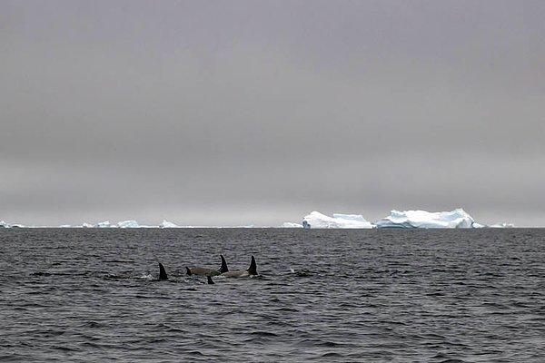 "Dünyanın en soğuk kıtası" olarak nitelendirilen Antarktika'da sadece bilimsel araştırmaların yapıldığı üslerin faaliyet gösterilmesine izin veriliyor.
