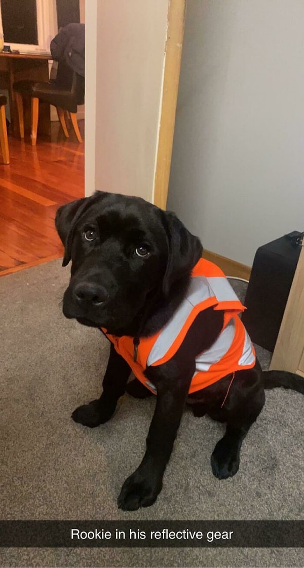 2. Светоотражающие куртки для собак очень дорогие, а вот подержанная детская куртка обойдется гораздо дешевле