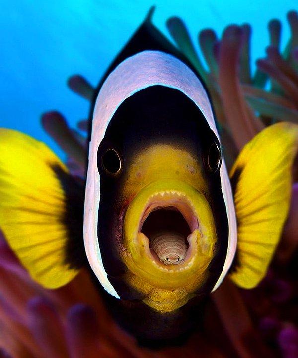 10. İçerisine girdiği balığın solungaçlarına girerek diline giden kanı kesen ve dili düştüğünde de yerini alan bir parazit türü olan 'cymothoa exigua':