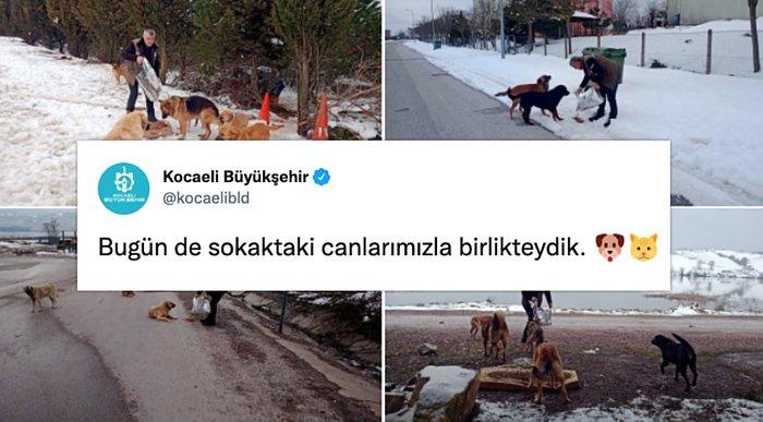 Kocaeli Belediyesi'nin Sokak Köpekleri Paylaşımı Sosyal Medyanın Gündeminde