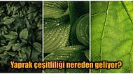 Aynı Ekosistemde Olmalarına Rağmen Bitkilerin Benzersiz Yapraklara Sahip Olmasının Sebebi Nedir?