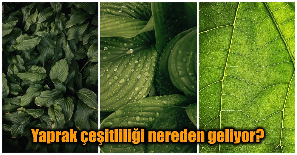 Aynı Ekosistemde Olmalarına Rağmen Bitkilerin Benzersiz Yapraklara Sahip Olmasının Sebebi Nedir?