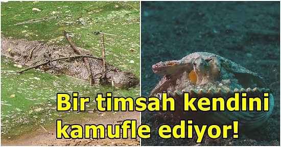 Tek Akıllı Hayvan Şempanze Değilmiş! Bilim İnsanlarına Göre 'Alet' Kullanmayı Bilen 6 Hayvan Daha Var