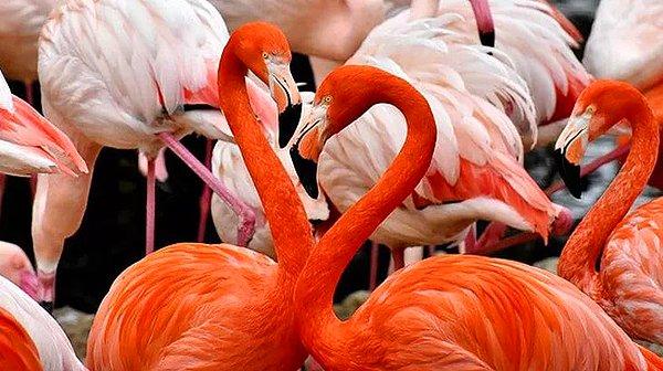 Dünyanın çeşitli yerlerinde bulunan altı farklı flamingo türü vardır.