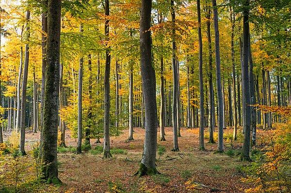 İğneada Longoz Ormanları Millî Parkı-Kırklareli