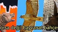 Finans Piyasalarının ve Ekonominin Hayvanat Bahçesinde Gezintiye Var mısınız?