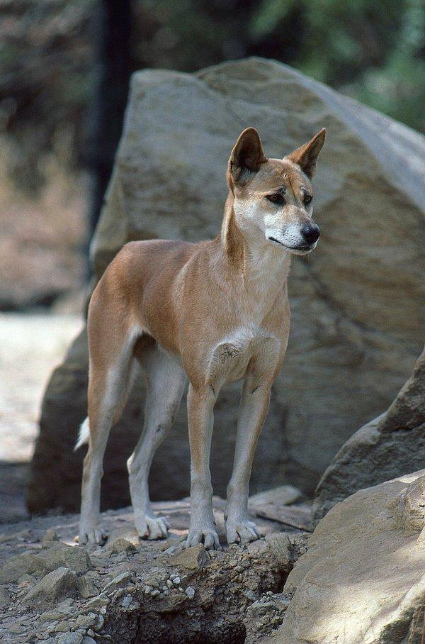 6. Dingolar, yaklaşık olarak 4 bin yıl önce insanlar tarafından Avustralya'ya getiril ve aslında bir evcil köpek türüydü.
