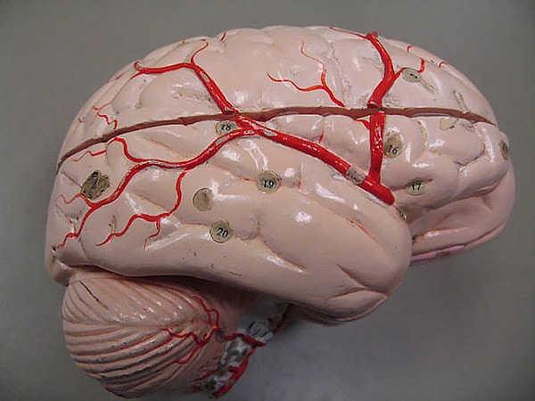 6. Глаза и мозг животных