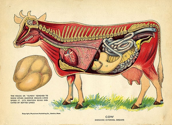 13. Субпродукты